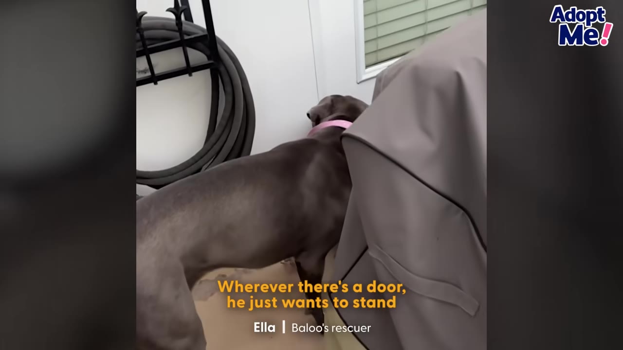 A grey dog wearing a pink collar stands facing a closed white door.