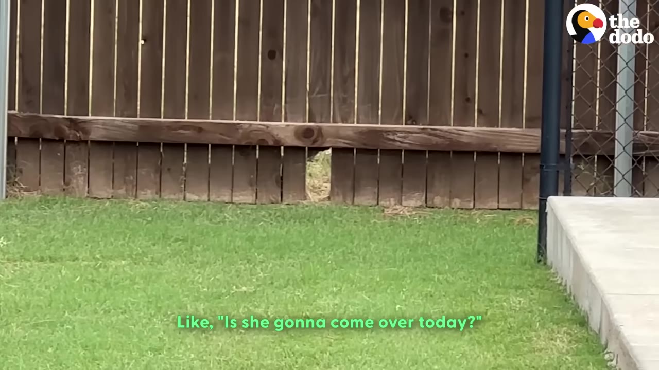 A wooden fence with a small gap at the bottom next to a green lawn.