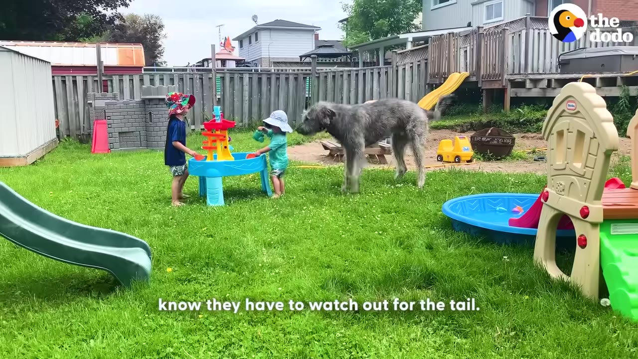 A large grey Irish Wolfhound stands in a grassy backyard near two young children playing with a water table toy.