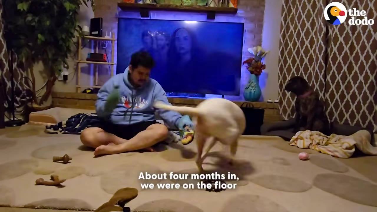 A man sits cross-legged on a living room floor playing with a white dog, while a dark-colored dog sits on a dog bed in the background watching them.