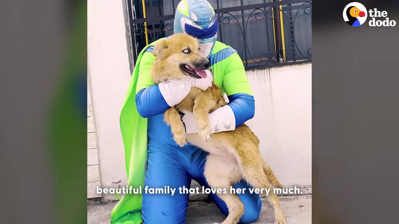 A person in a blue and green superhero costume with a cape holds a fluffy, light brown dog in their arms.