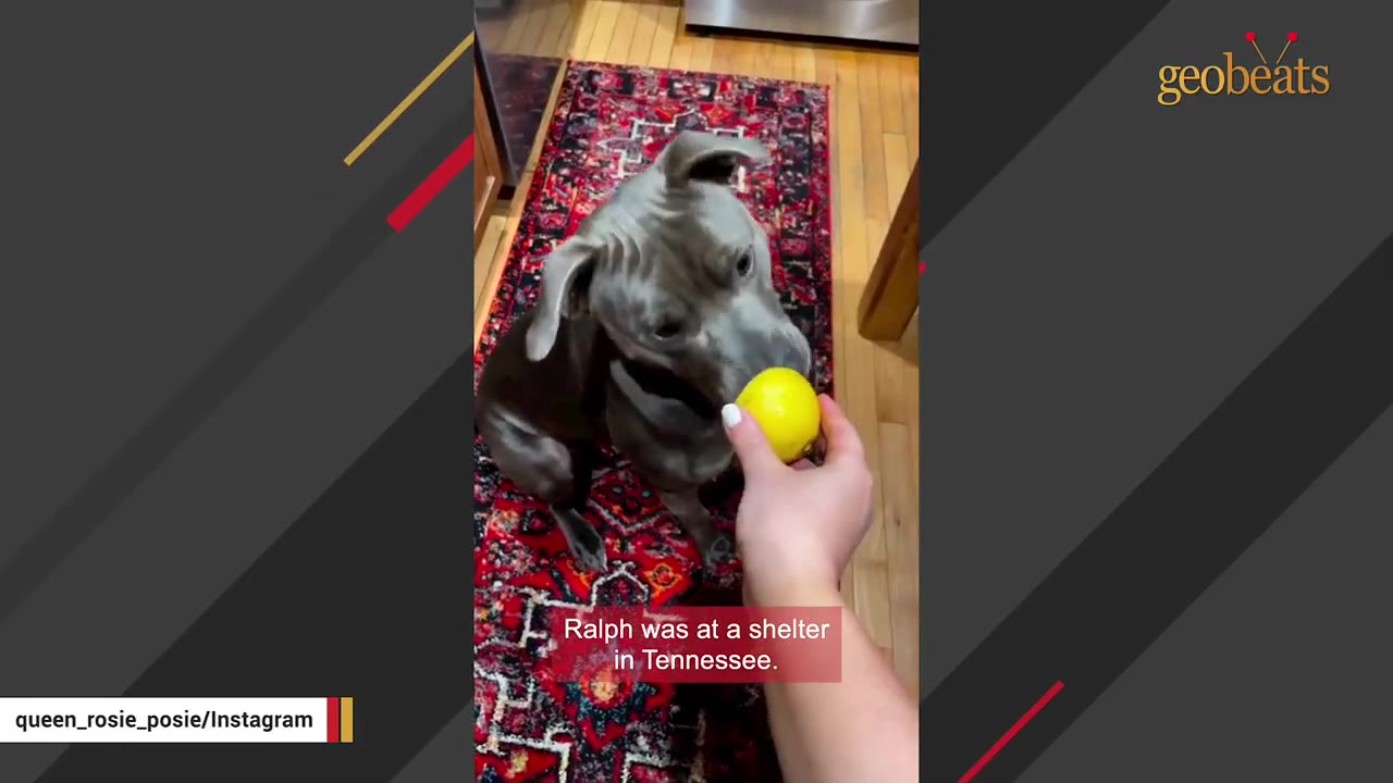 A grey dog sits on a red patterned rug as a person's hand holds a yellow lemon in front of it.