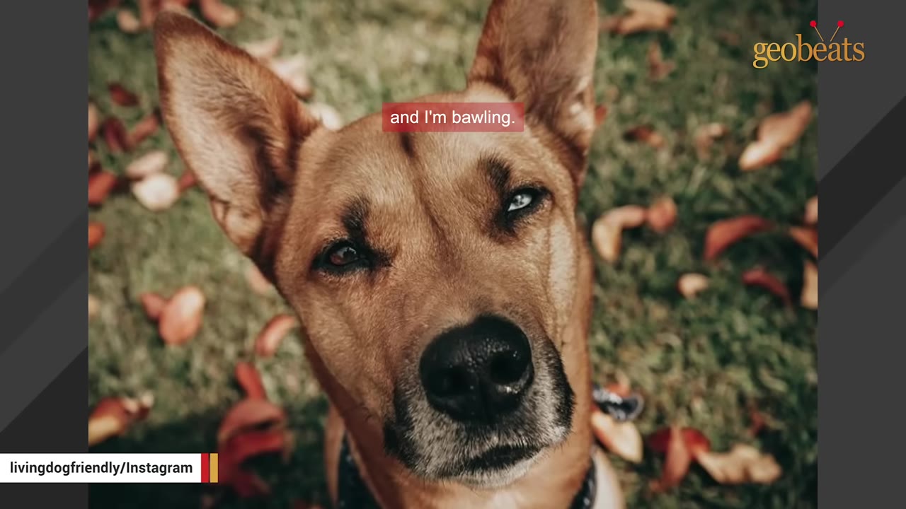 A close-up portrait of a brown dog with one blue eye and one brown eye looking up, set against a background of green grass and fallen autumn leaves.