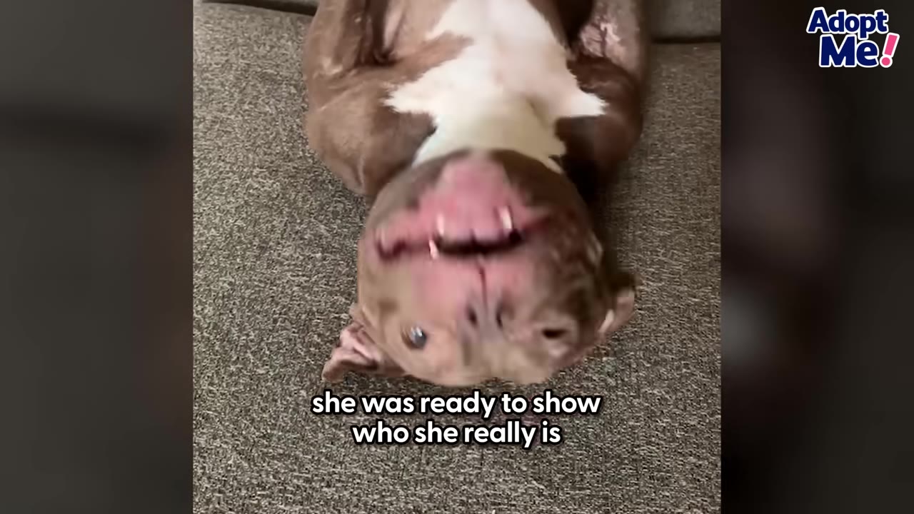 A brown and white dog lying upside down on her back on a grey carpeted floor, looking relaxed and playful.