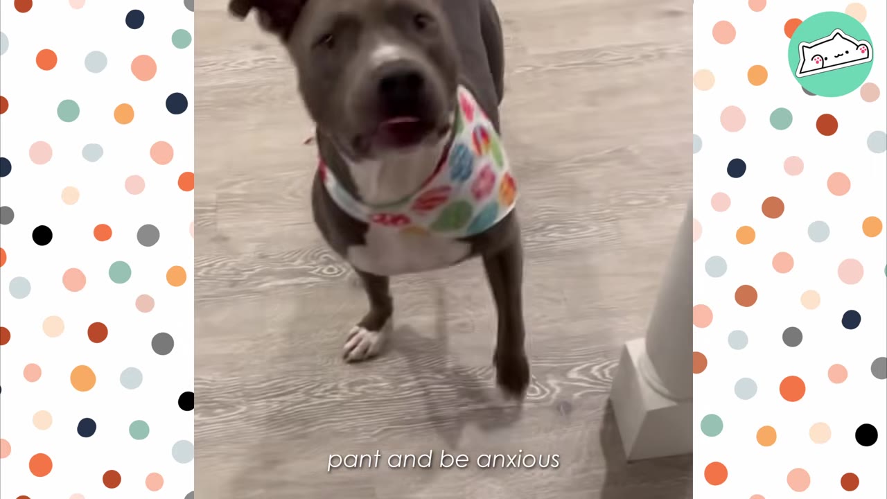 A gray and white pit bull wearing a colorful patterned bandana stands on a light wood floor, looking up with an anxious expression.