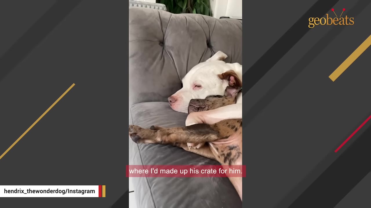 A white dog and a brindle puppy cuddle together on a grey couch.