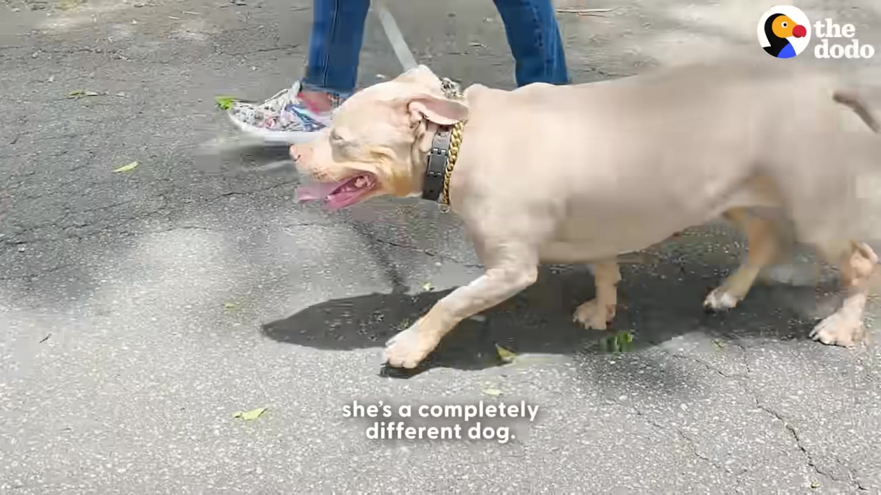 A light-colored pit bull walks happily on a paved path next to a person, with the on-screen caption reading 'she's a completely different dog.'