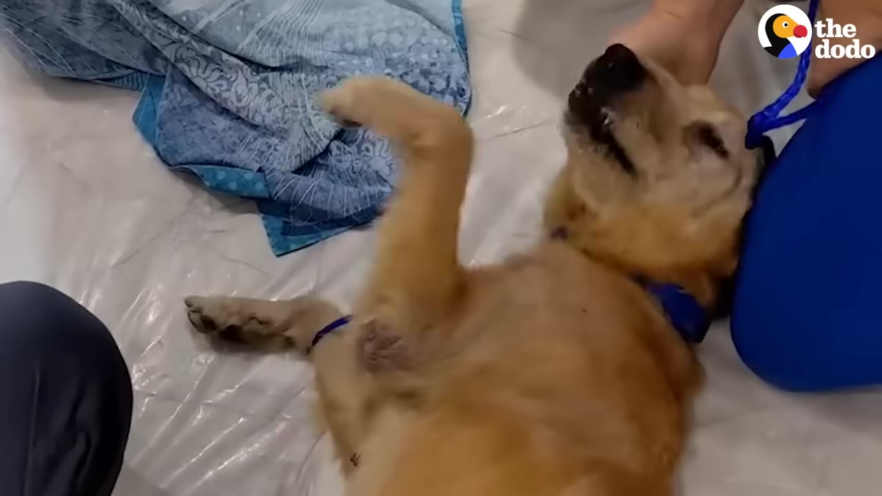 A golden dog lies on its back on a white plastic-covered examination table while being held by a person, showing irritated skin on its underbelly.