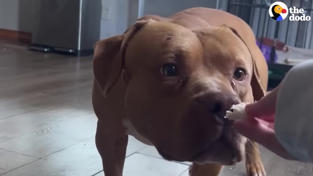 A tan pit bull tentatively sniffs and takes a treat from a person's hand.