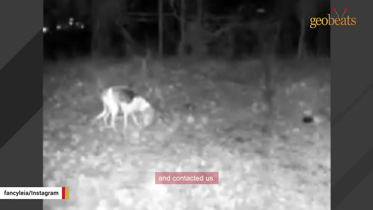 A black-and-white night-vision security camera frame showing a dog standing in a yard at night.