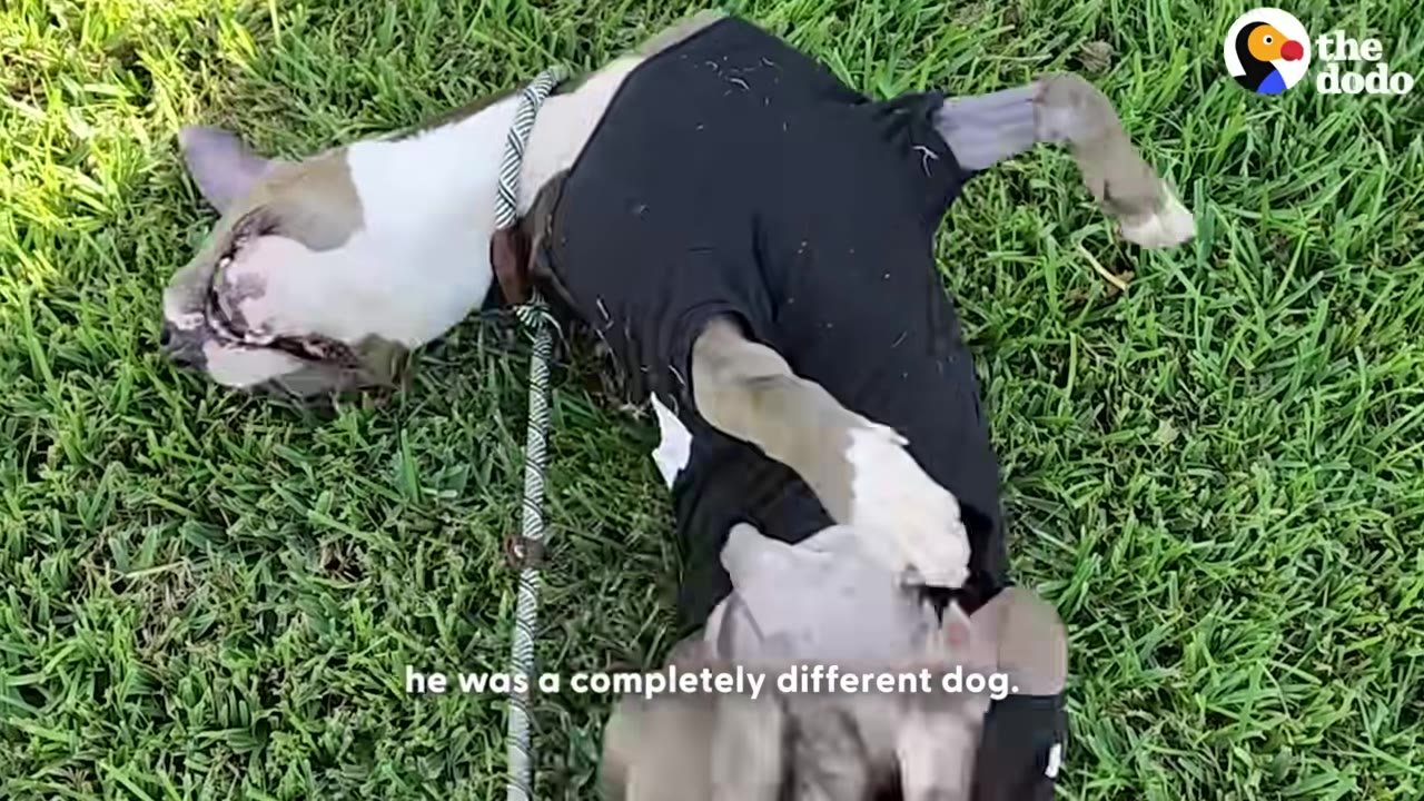 A dog wearing a black post-surgery recovery suit rolls happily on its back in the green grass.