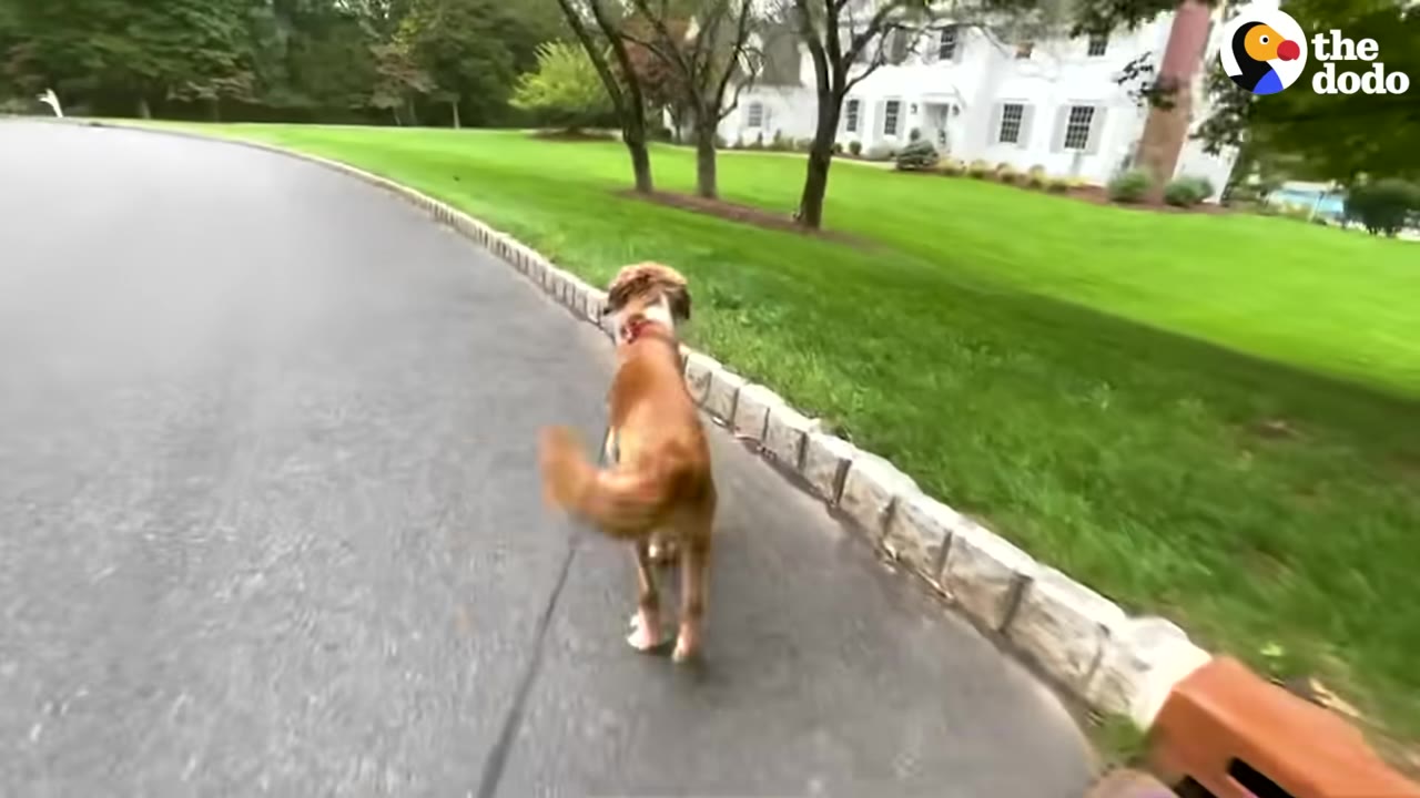 A brown dog on a leash walks down a paved neighborhood street next to a green lawn.