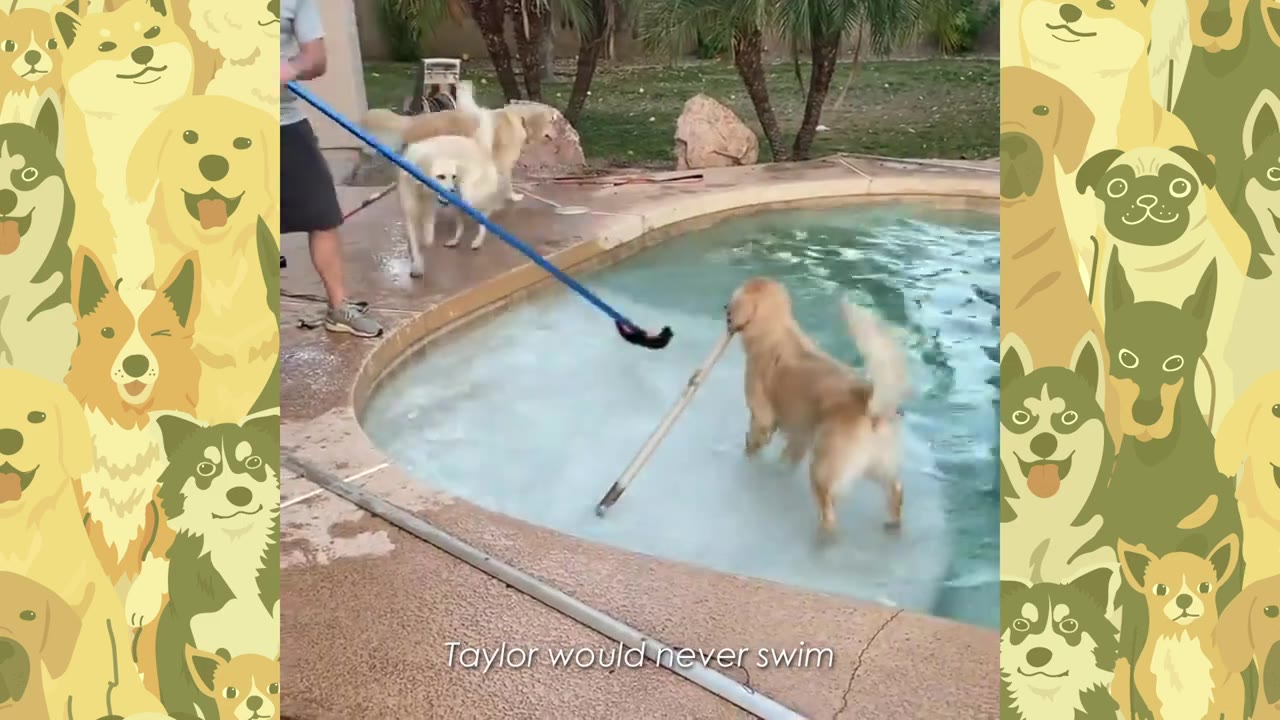 A golden retriever stands in a backyard swimming pool while another dog stands on the concrete deck near a person holding a pool skimmer pole.