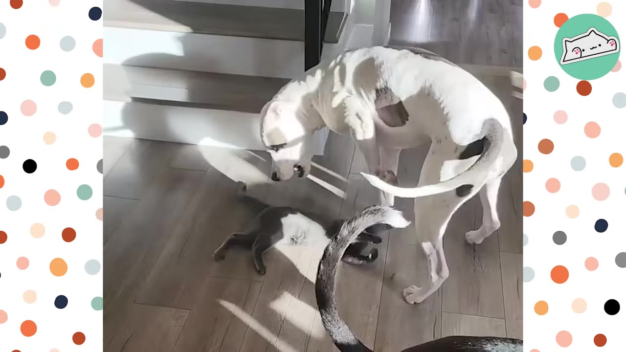 A small grey and white kitten lies on its back on a wooden floor, playfully swatting at a large white and grey dog standing over it.