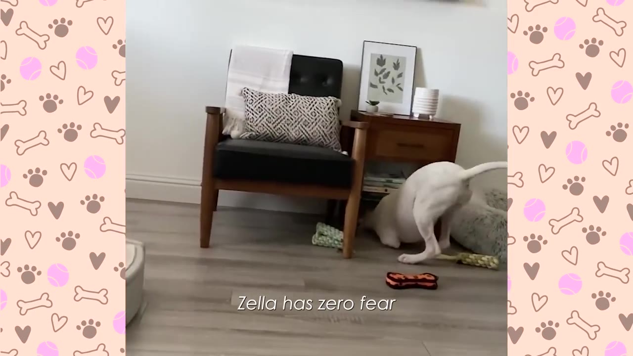 A white dog fearlessly sticks its head under a wooden side table next to a black armchair.