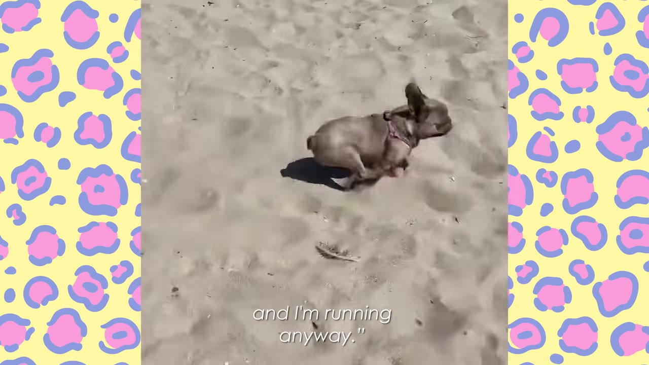 A small French bulldog running across a sandy beach.