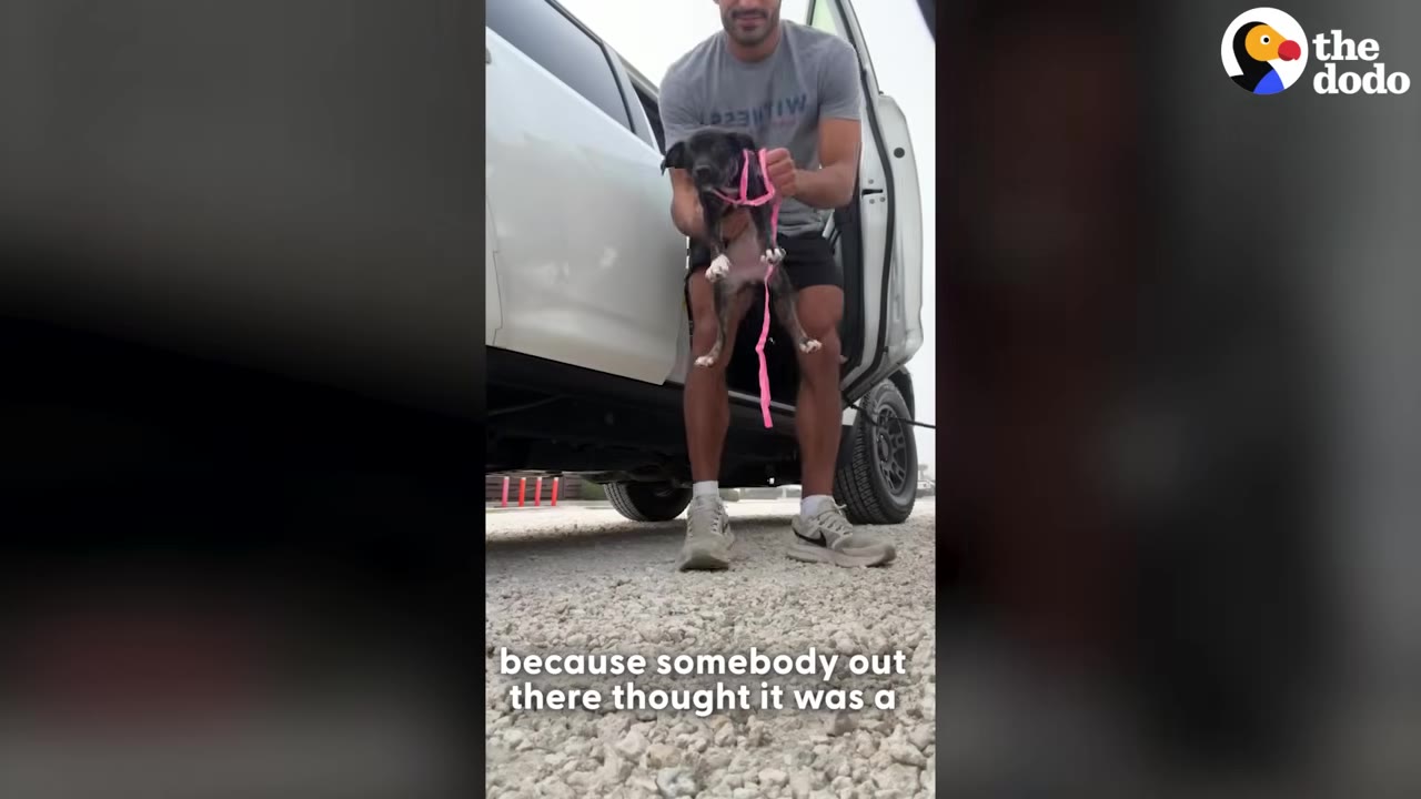 A man in a grey t-shirt and black shorts holds a small black puppy with a pink harness as he steps out of a white vehicle onto a gravel surface.
