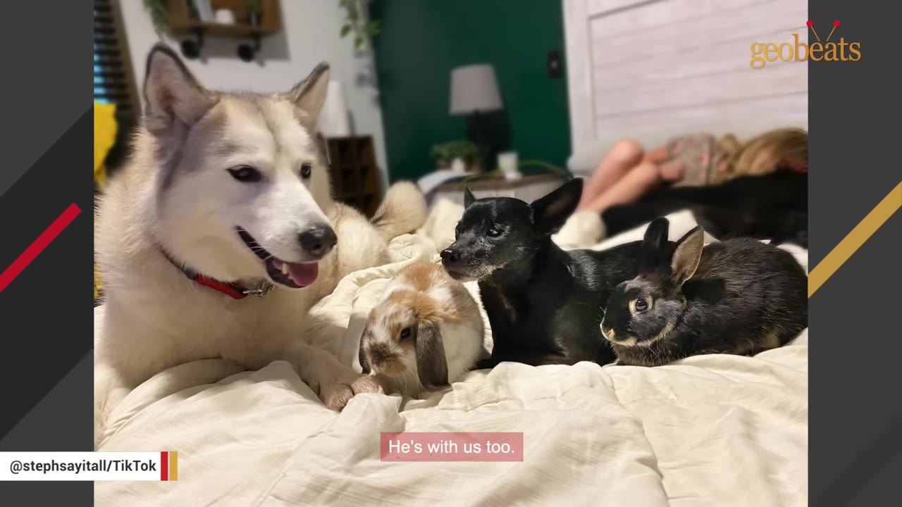 A husky lies on a bed alongside a small black dog and two rabbits, with a child resting in the background.
