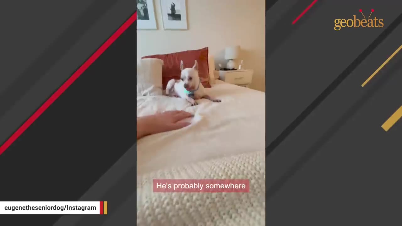 A small white and brown dog lies on a white bed in a bedroom as a hand reaches out toward it.