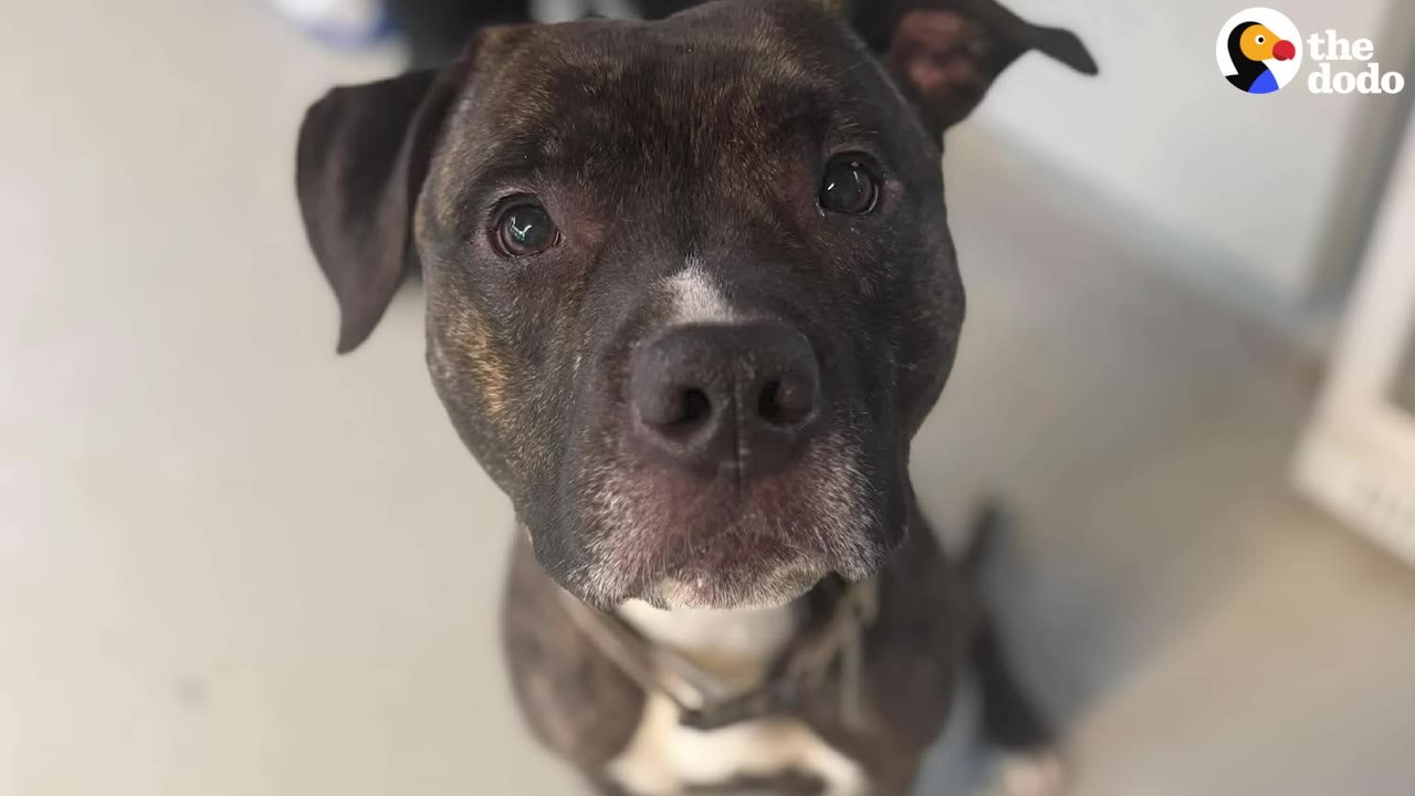 A close-up portrait of a brindle and white dog looking directly up at the camera with wide, dark eyes.
