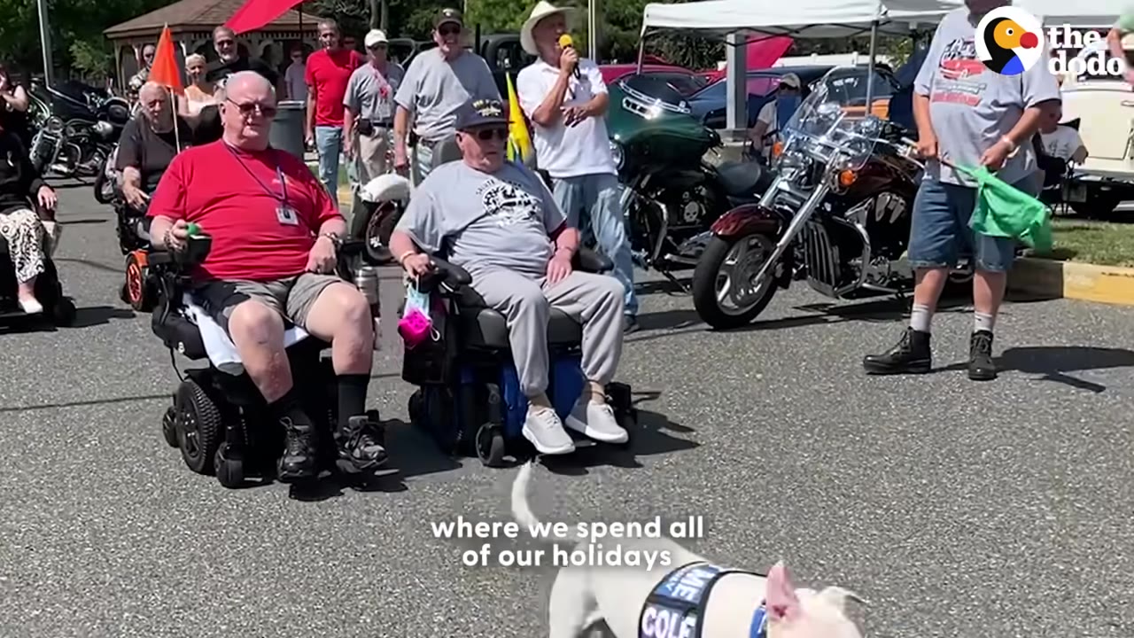 A white dog wearing a vest walks towards two veterans in motorized wheelchairs at an outdoor community event.