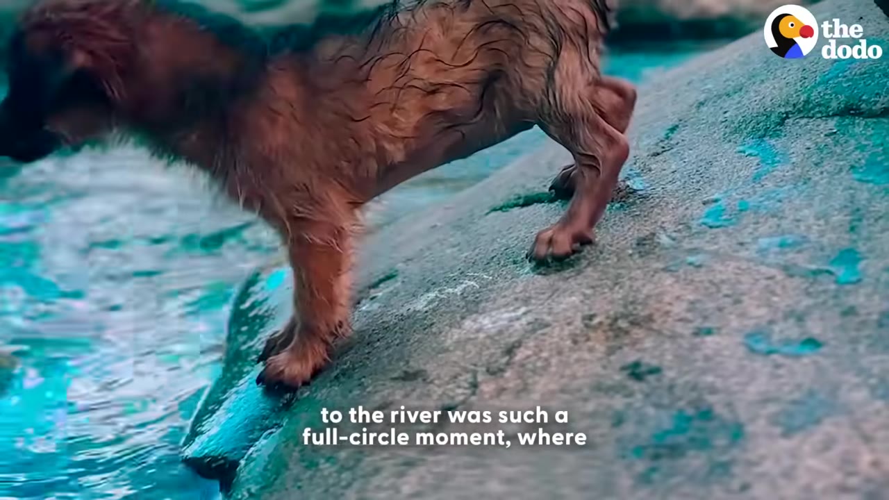 A wet, brown puppy standing on a large rock next to clear blue river water.