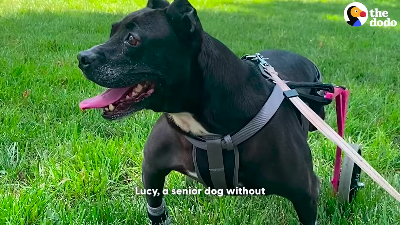 A black senior dog named Lucy wearing a grey harness and a pink dog wheelchair stands on green grass.
