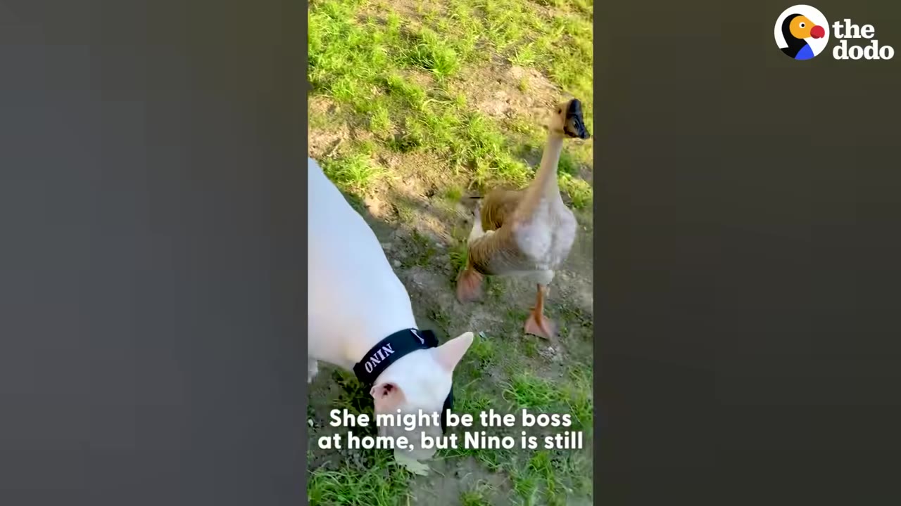 A white dog wearing a black collar with the name Nino on it stands next to a brown and white goose on a grassy patch.