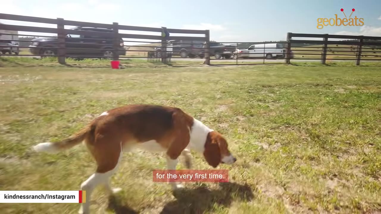 A brown, white, and black hound dog sniffs the green grass in an open field with a wooden fence in the background.