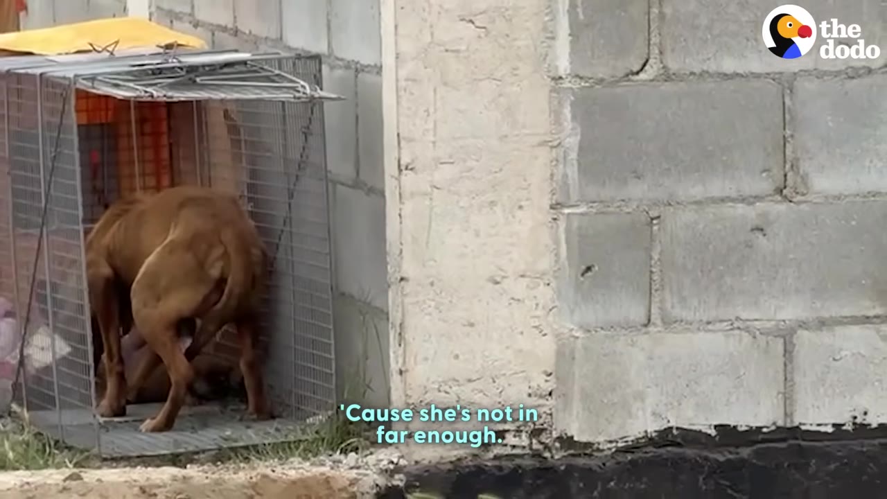 A brown dog cautiously steps into a wire cage trap next to a concrete block wall.