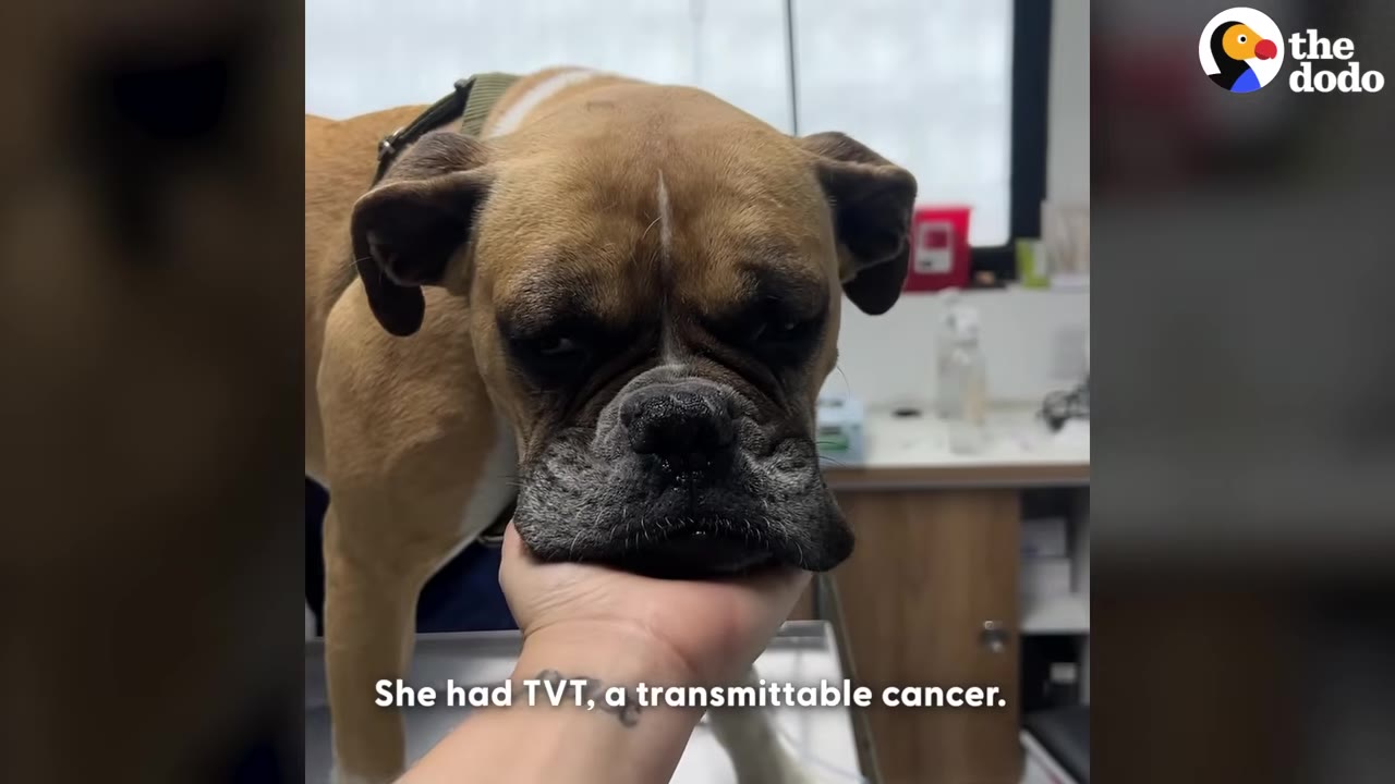 A boxer dog stands on an examination table at a veterinary clinic, its chin gently resting in a person's hand, with text on screen reading 'She had TVT, a transmittable cancer.'