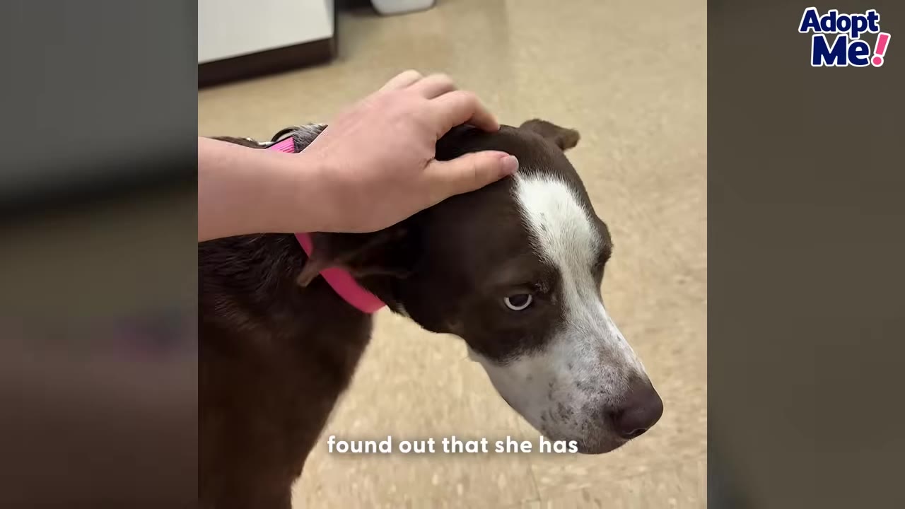 A brown and white dog wearing a pink collar is being gently petted on the head by a person's hand in a room with a light-colored floor.