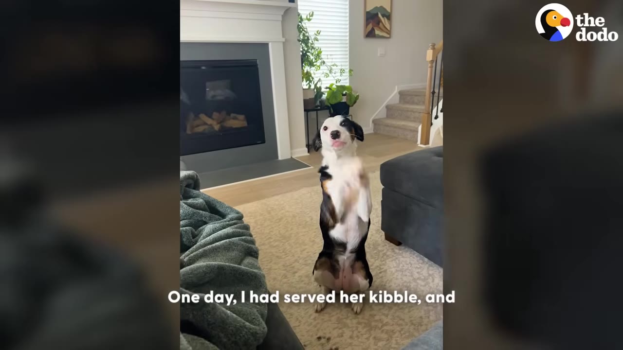 A black, white, and brown dog stands upright on its hind legs on a living room rug, looking directly at the camera with its front paws raised.