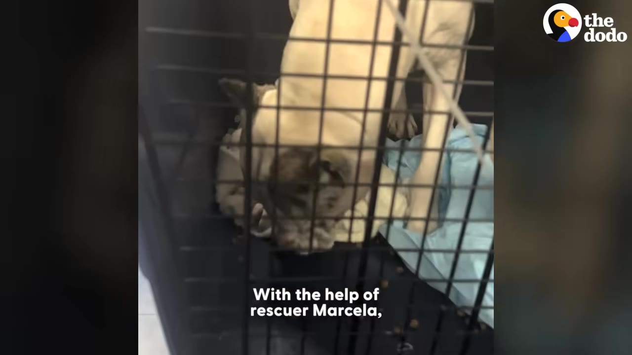A light-colored dog stands inside a black wire travel crate with a blue blanket.