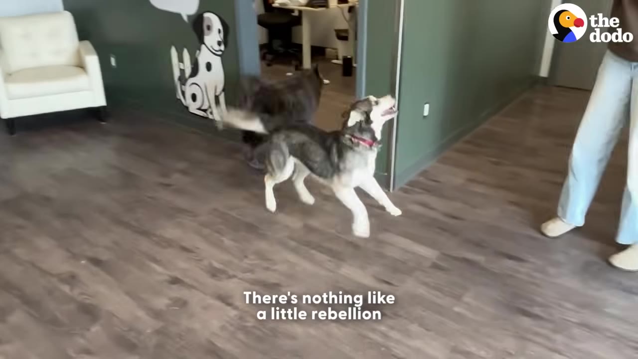 A husky dog jumps excitedly in a room with wood floors, near another dog and a person wearing light blue pants.
