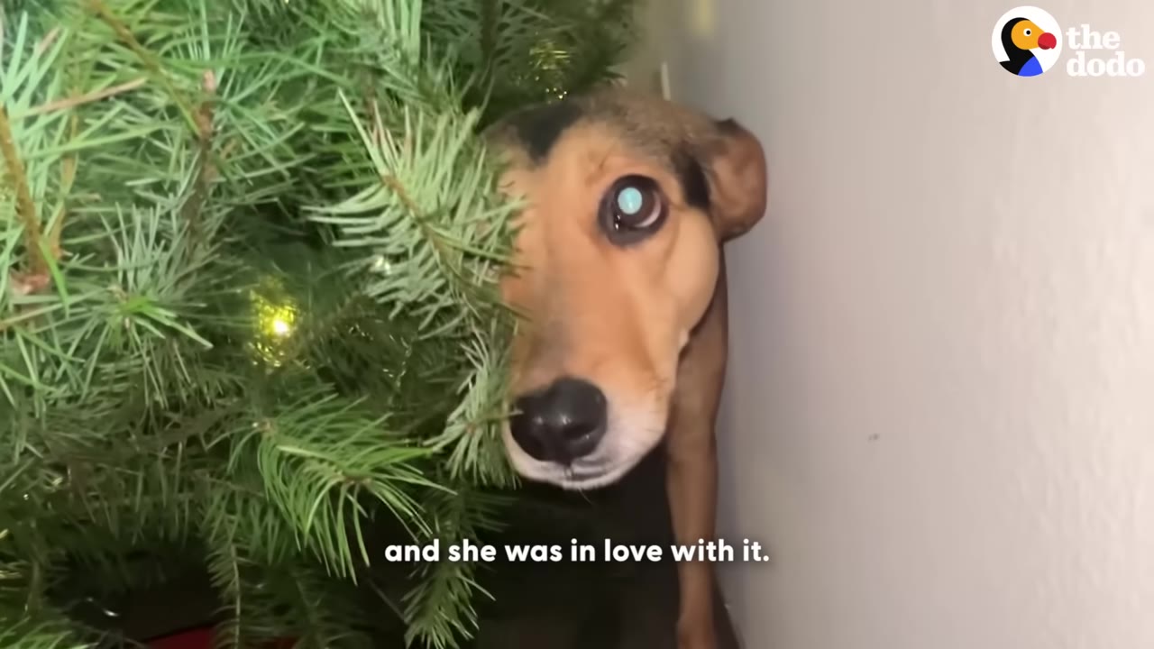 A brown and black dog peeks out from behind the green branches of a lit Christmas tree, looking directly at the camera.
