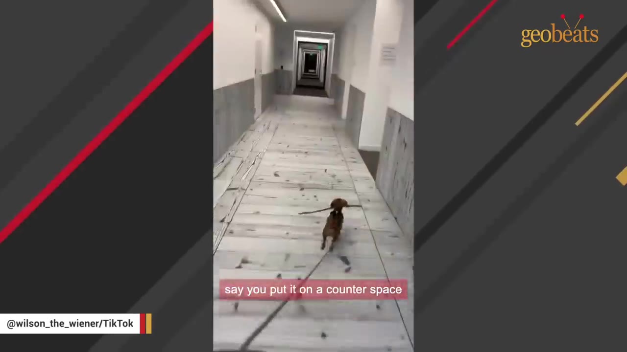 A small brown dachshund running down a wooden-floored hallway carrying a long stick in its mouth.