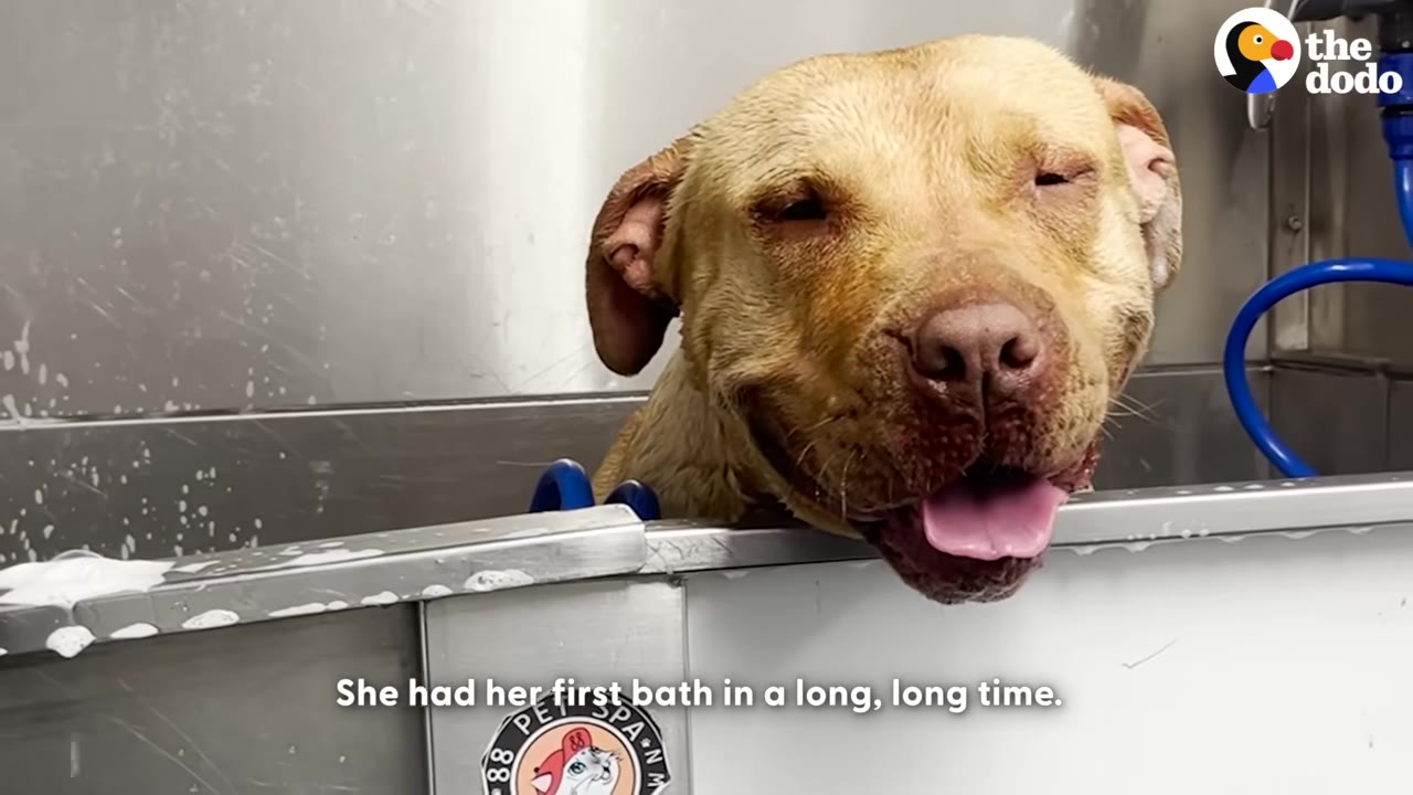 A tan dog smiles happily while sitting in a metal dog washing tub with soapy water.