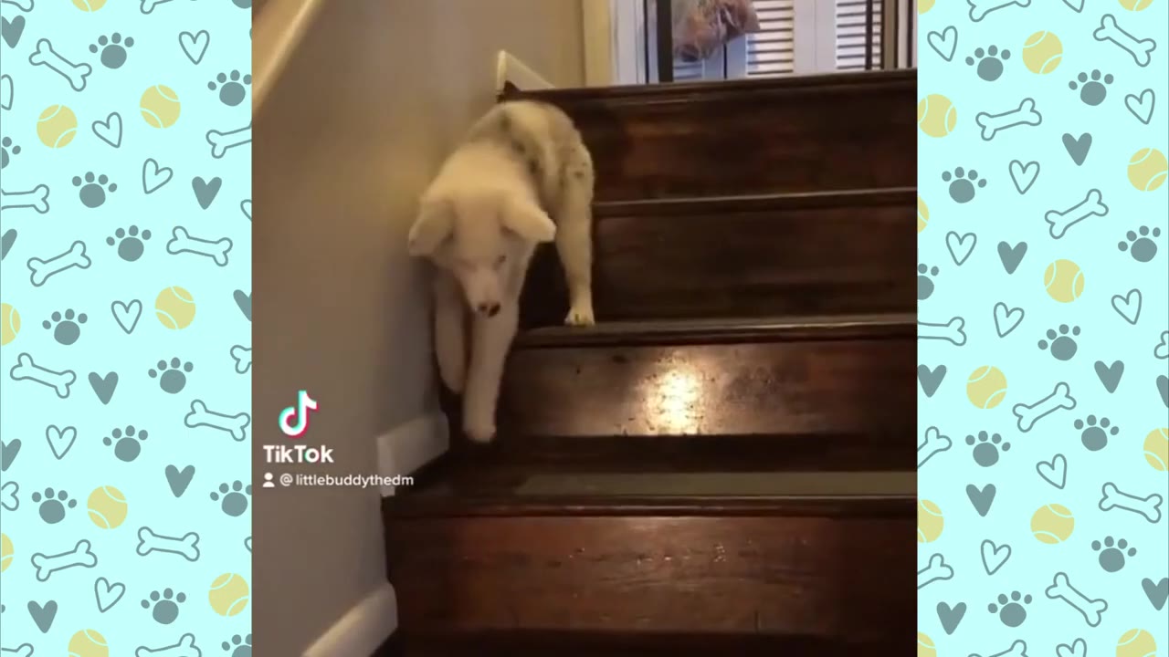 A fluffy white puppy carefully walking down wooden stairs.