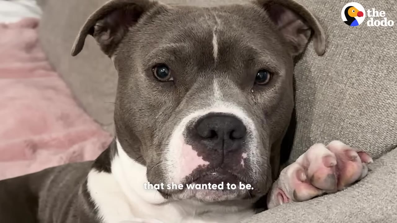 A gray and white pit bull sits comfortably on a gray couch, looking directly at the camera with its paw resting on the cushion.