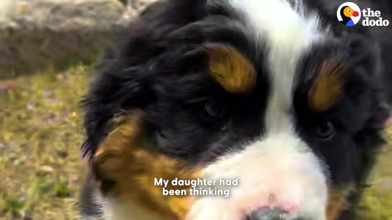 A close-up shot of a Bernese Mountain Dog puppy looking directly at the camera with text overlay reading 'My daughter had been thinking'.