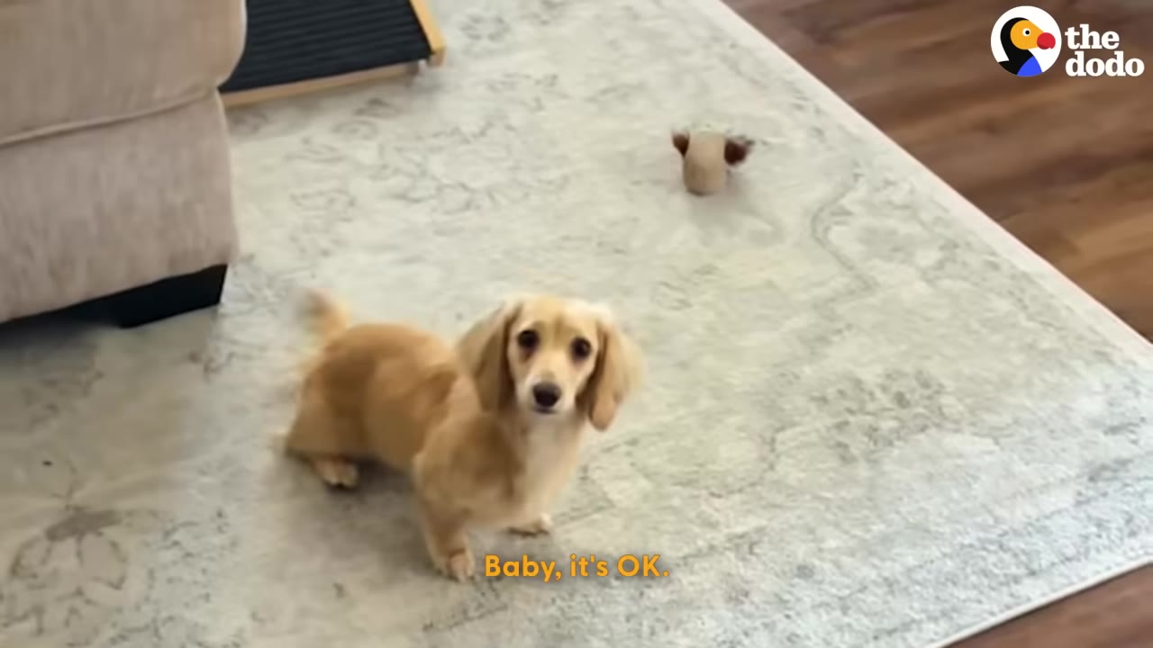 A small, light-brown long-haired dachshund stands on a patterned rug, looking up with a worried expression.