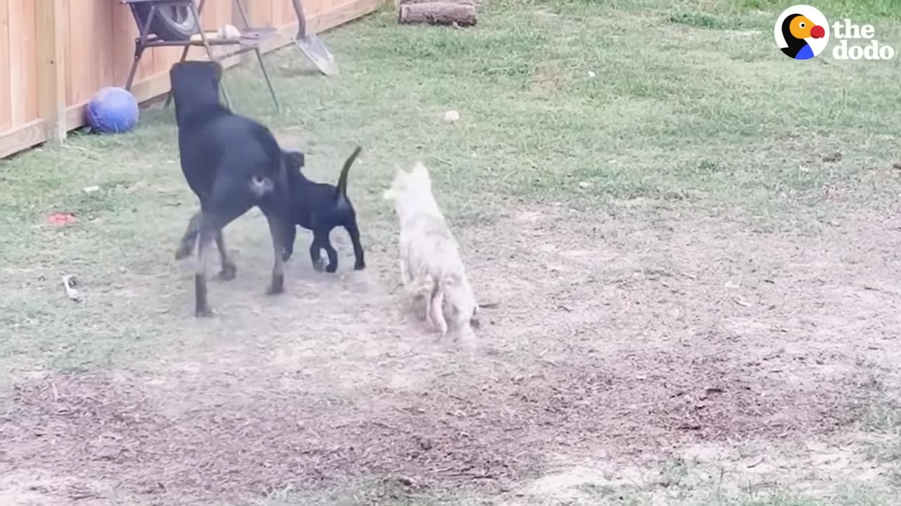 A small white dog runs across a grassy yard toward two black dogs.