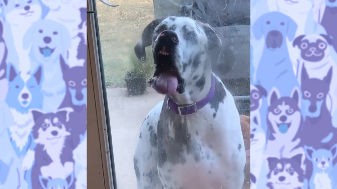 A spotted Great Dane with a purple collar licks the glass of a patio door from the outside.