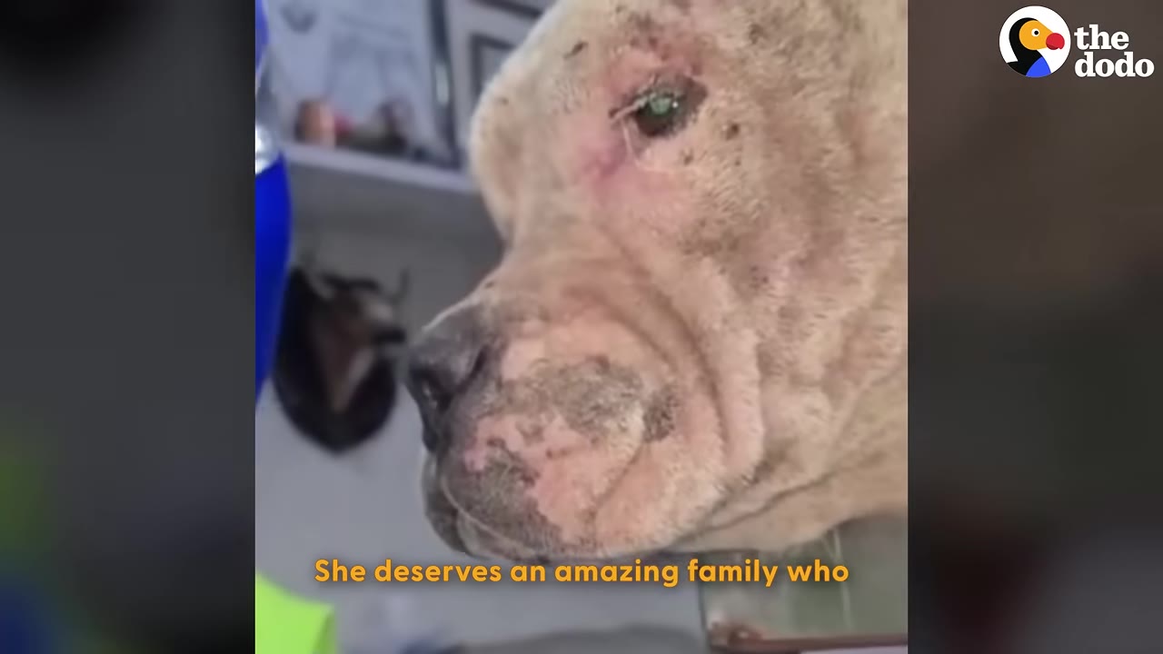 A close-up profile of a light-colored dog with visible skin irritation and scarring on its face and muzzle.