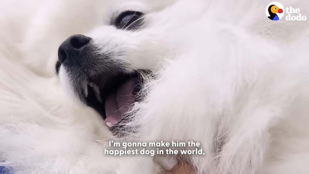 A close-up of a fluffy white dog lying down with its mouth open, appearing to smile as it is being gently petted.