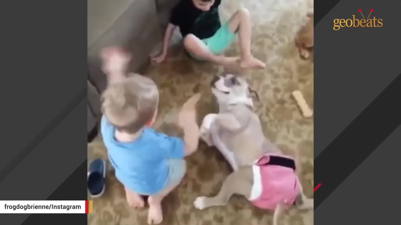 A happy pit bull wearing a pink diaper lies on her back on a carpeted floor, playfully interacting with a young boy sitting in front of her.