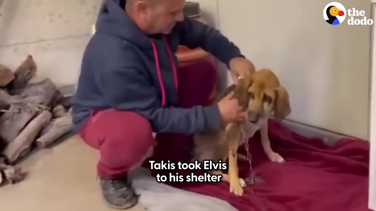 A man in a blue hoodie and red pants kneels beside a small brown dog on a red blanket, gently petting it.