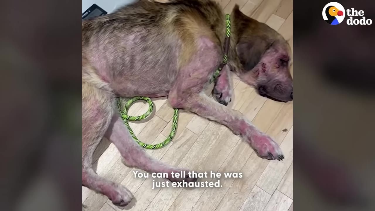 A dog with severe hair loss and red, irritated skin lies exhausted on a light-colored wooden floor with a green leash beside him.