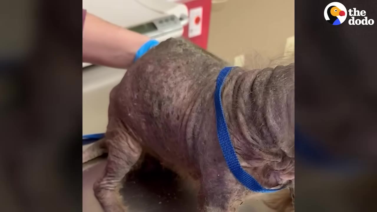 A small, severely hairless dog with wrinkled, scabby skin and a blue collar stands on a metal examination table.